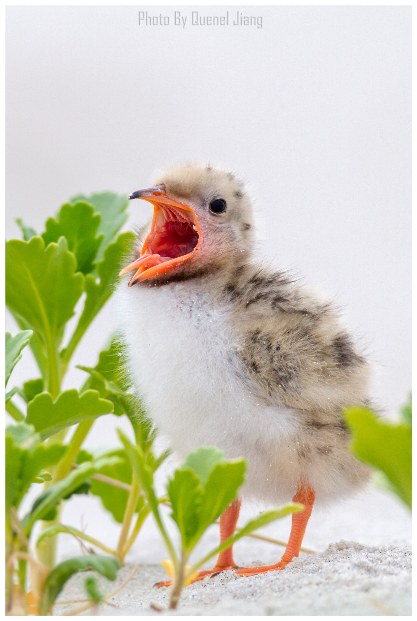 Canon EF 600mm F4L IS USM sample photo. Common tern baby photography