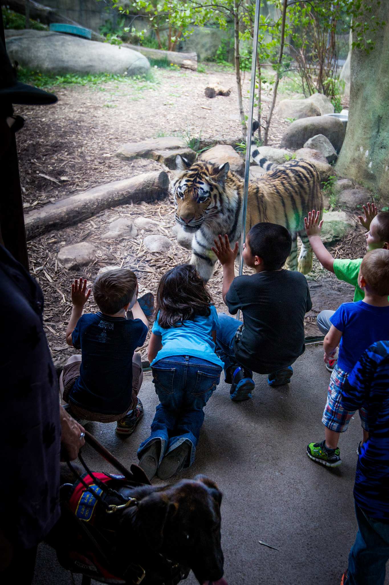 Canon EOS-1D Mark IV sample photo. Tiger playing photography