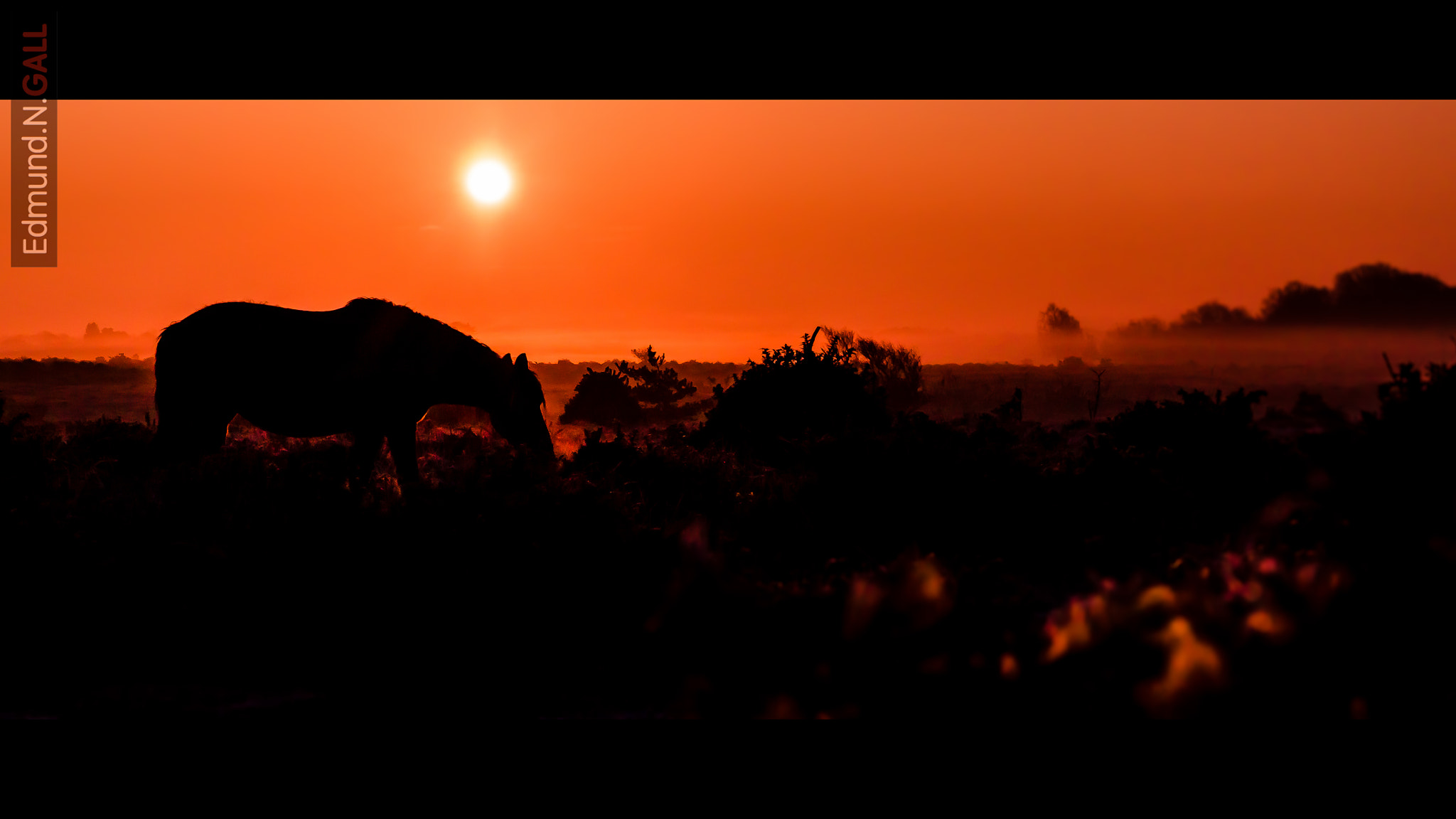 Canon EF 24-70mm F2.8L II USM sample photo. 20150406 4 new forest pony 16x9 cinemascope photography