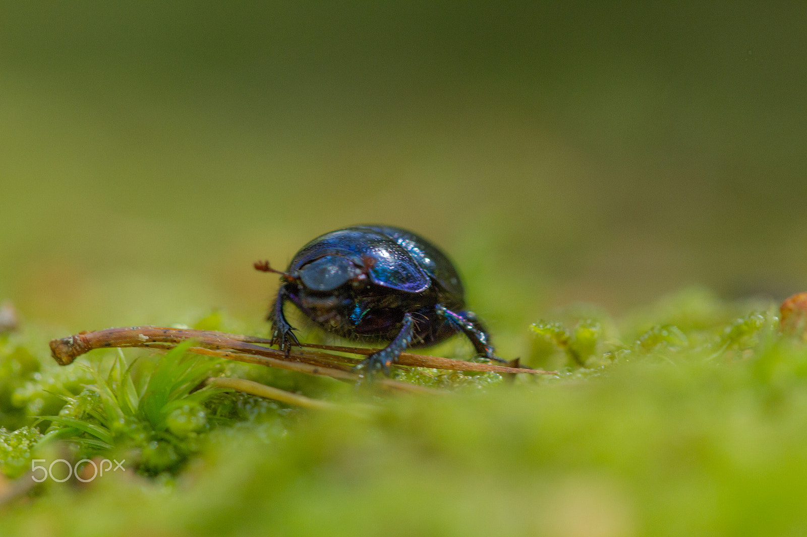 Sigma APO Macro 150mm f/2.8 EX DG HSM sample photo. Beetle photography