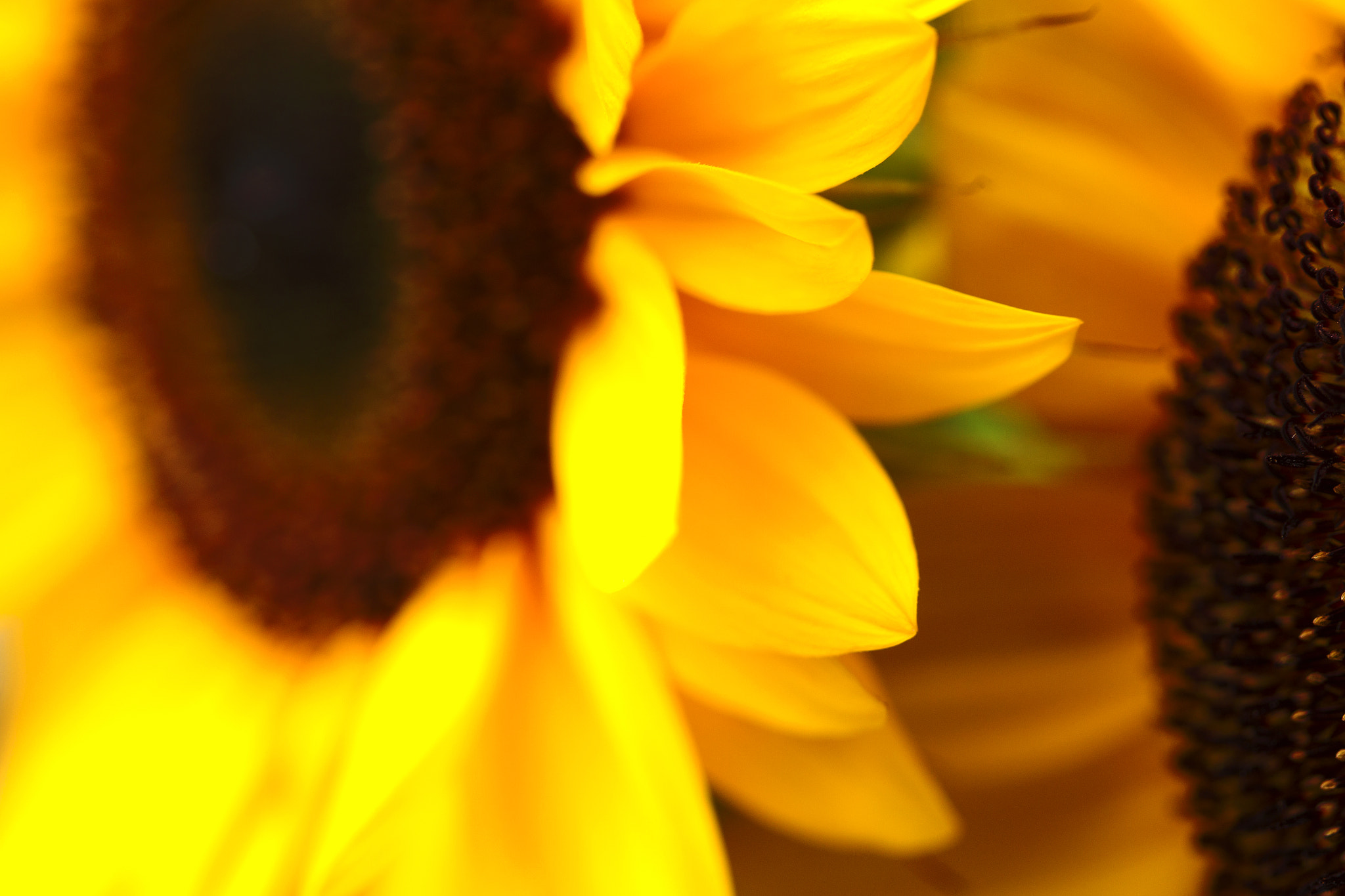 Canon EOS-1D Mark IV sample photo. Sunflowers blossom photography