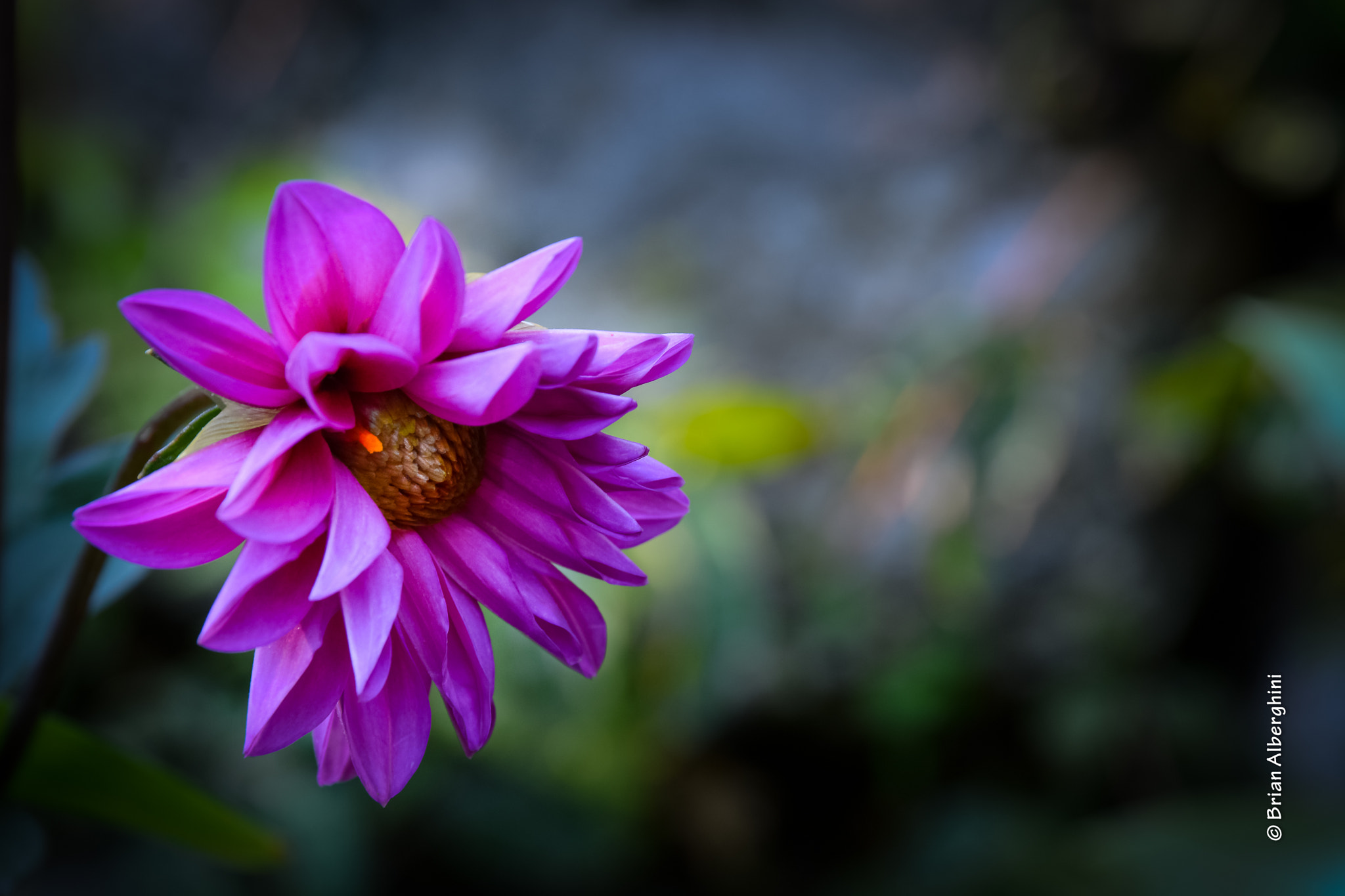 Nikon D7100 + Sigma 24-105mm F4 DG OS HSM Art sample photo. Dahlia #6 photography