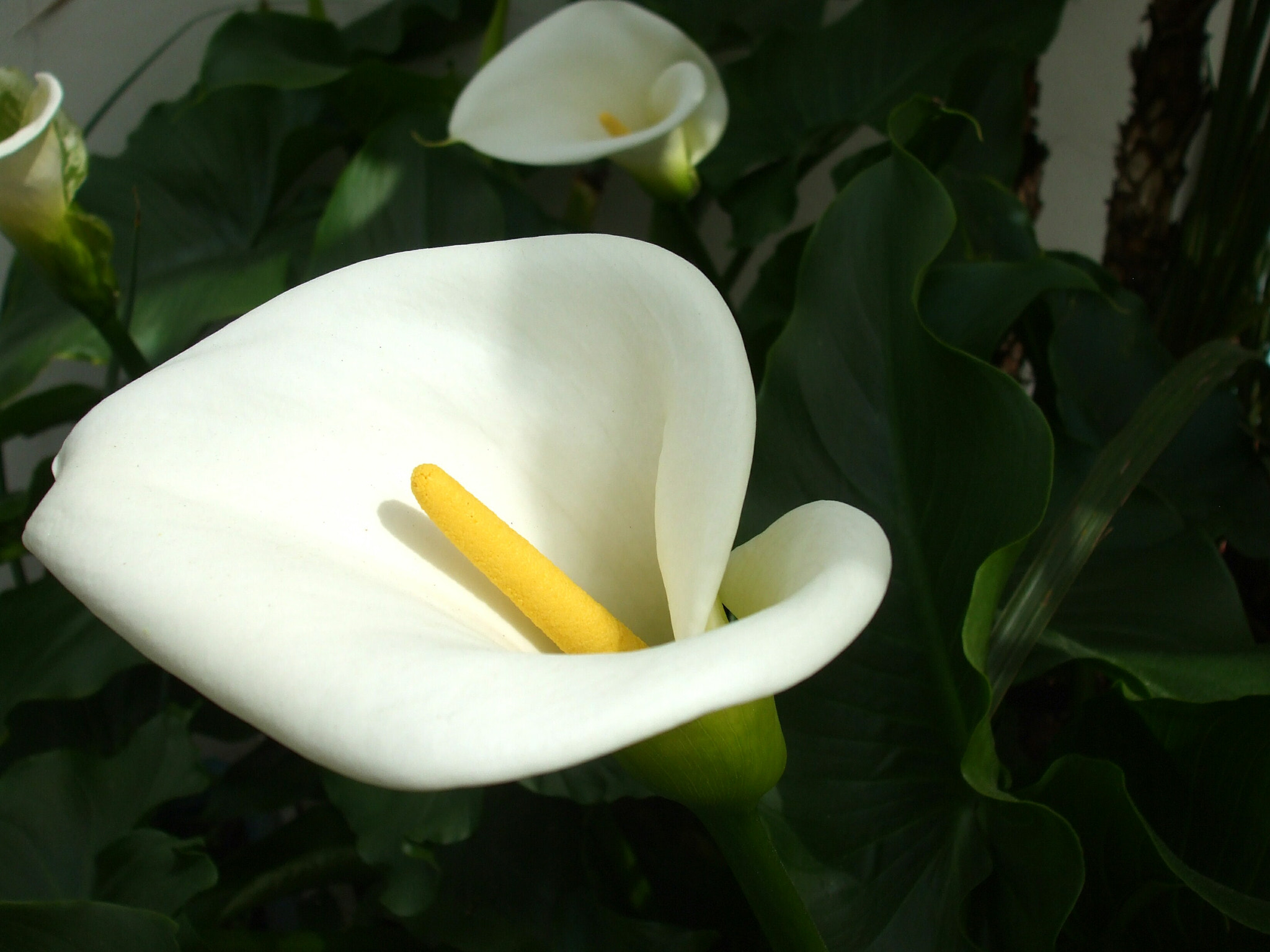 Fujifilm FinePix A820 sample photo. White flower photography