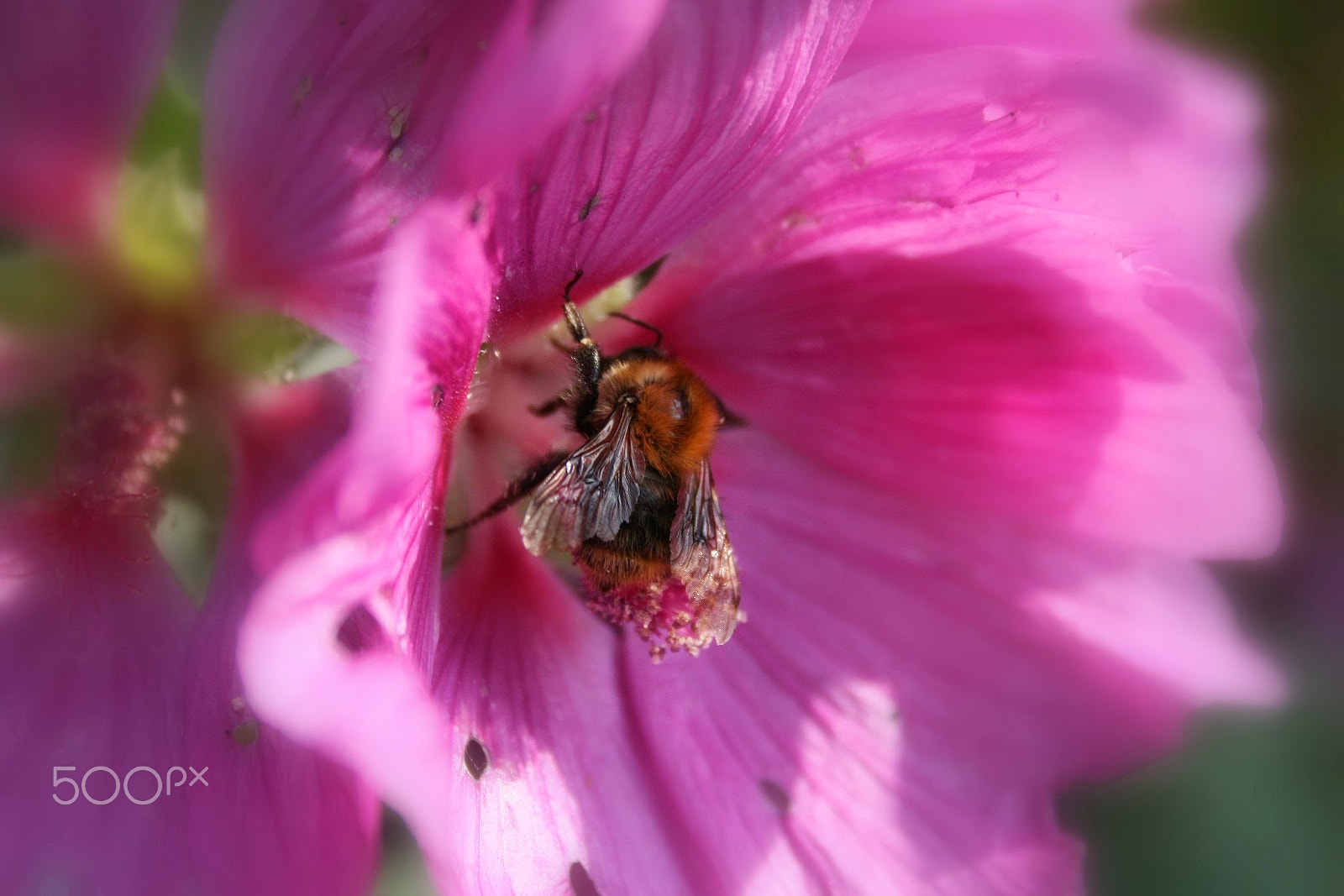 Canon EF-S 18-55mm F3.5-5.6 sample photo. Busy bee photography