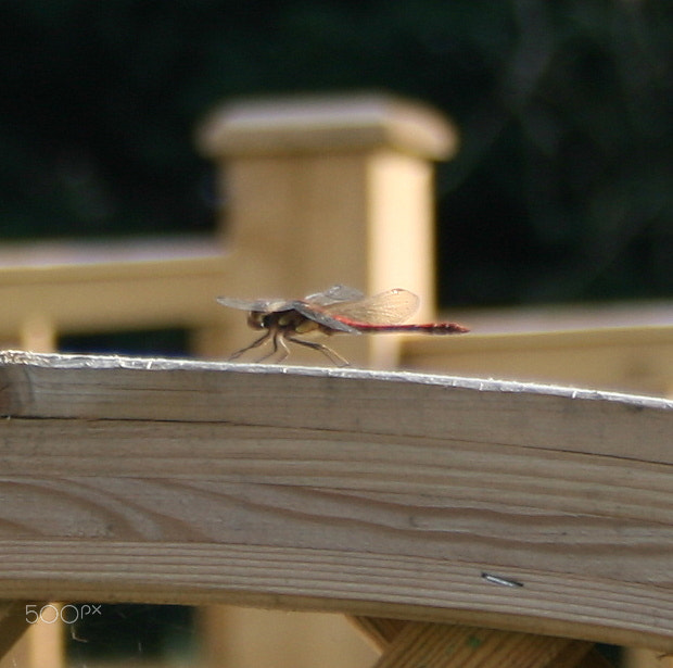 Canon EF-S 18-55mm F3.5-5.6 sample photo. Dragonfly photography