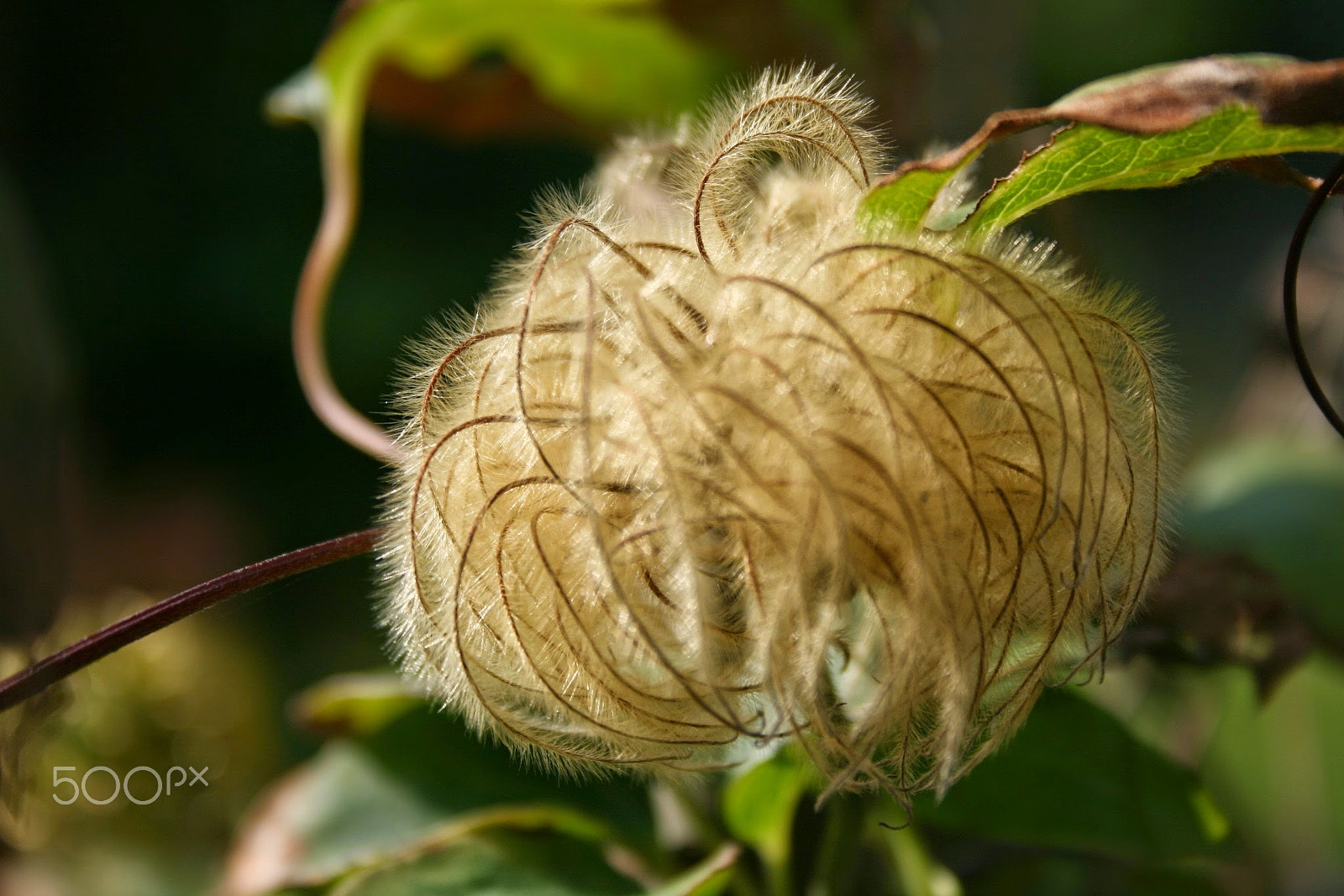 Canon EF-S 18-55mm F3.5-5.6 sample photo. Seed pods photography