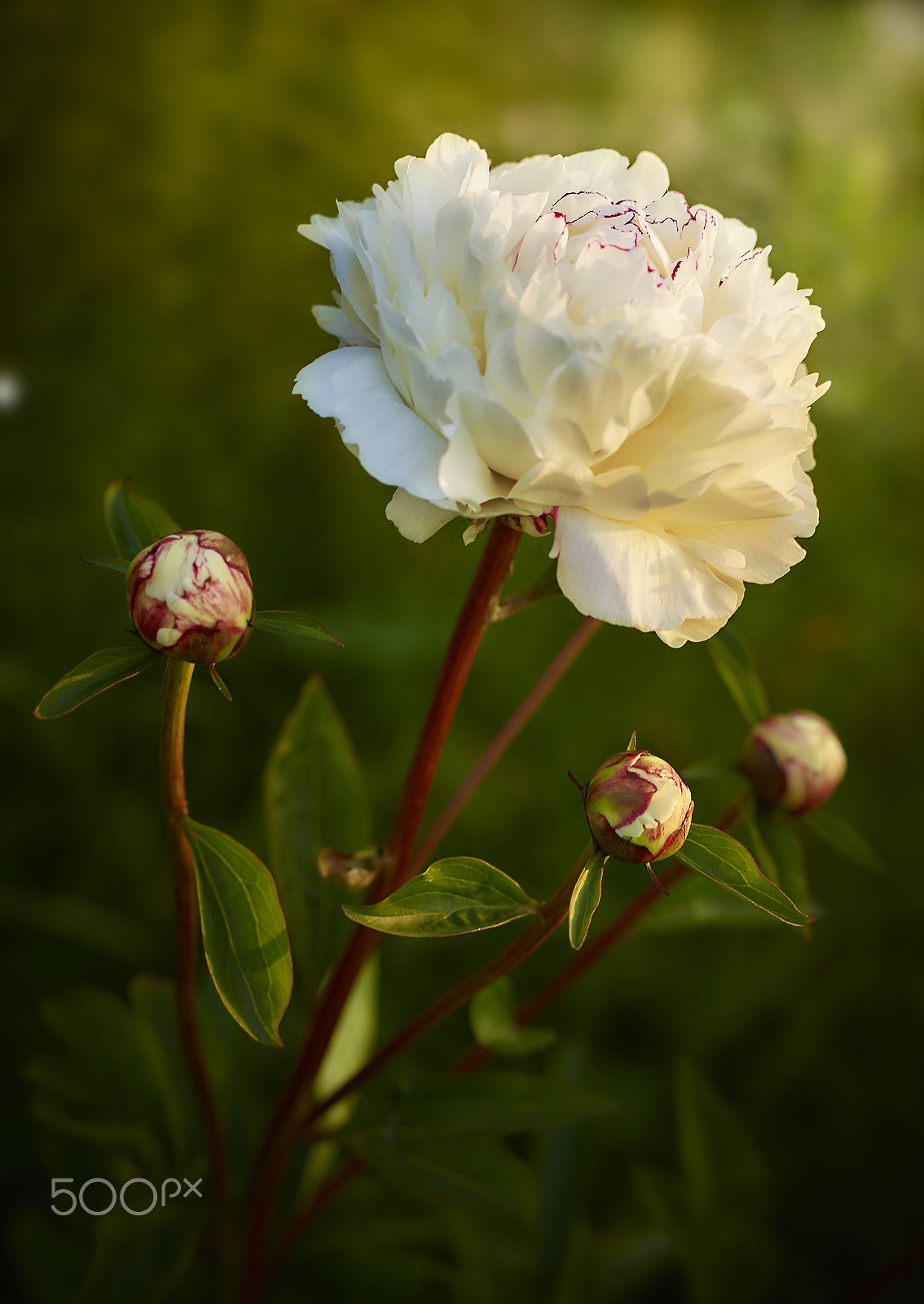 Phase One IQ140 sample photo. White peony photography