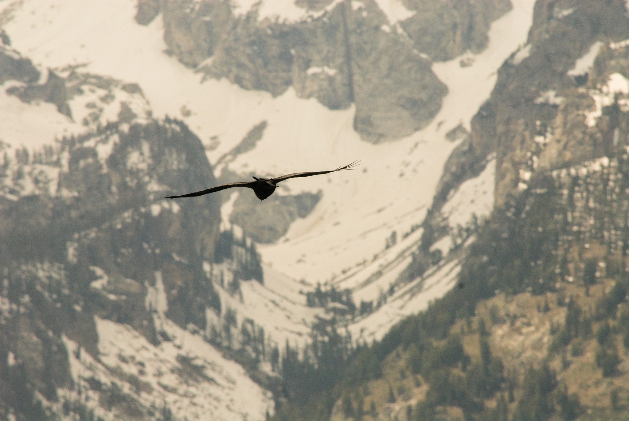 Nikon D200 sample photo. Raven flight photography