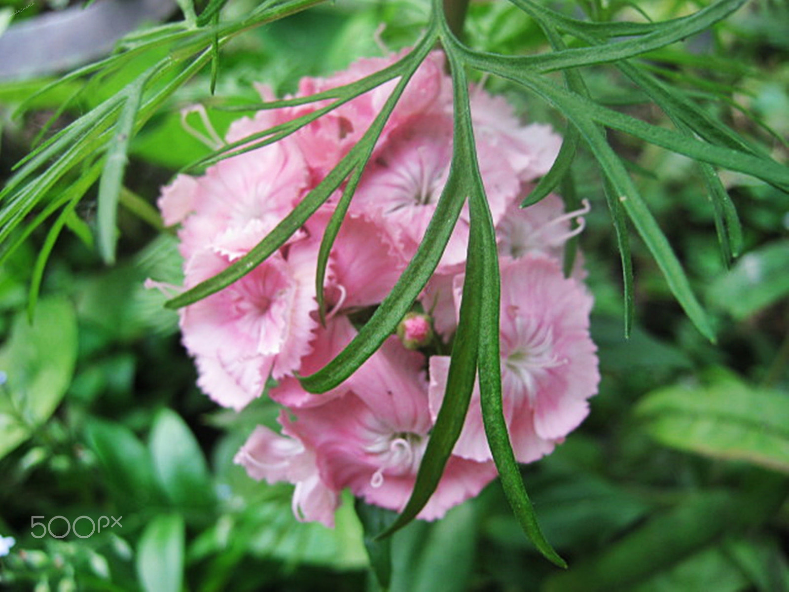 Canon PowerShot A800 sample photo. Pink carnations photography
