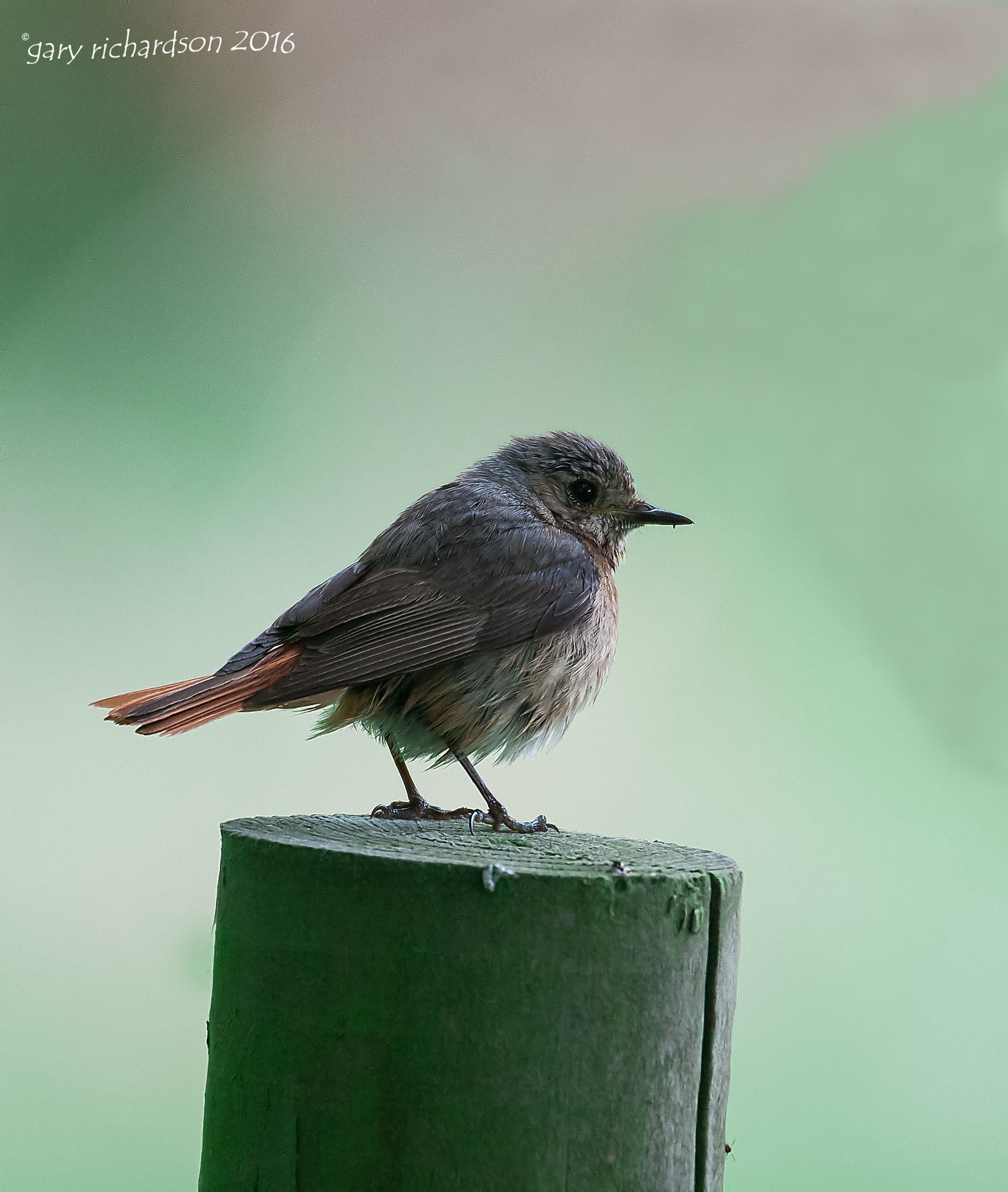 Nikon D300 + Nikon AF-S Nikkor 500mm F4G ED VR sample photo. Redstart photography