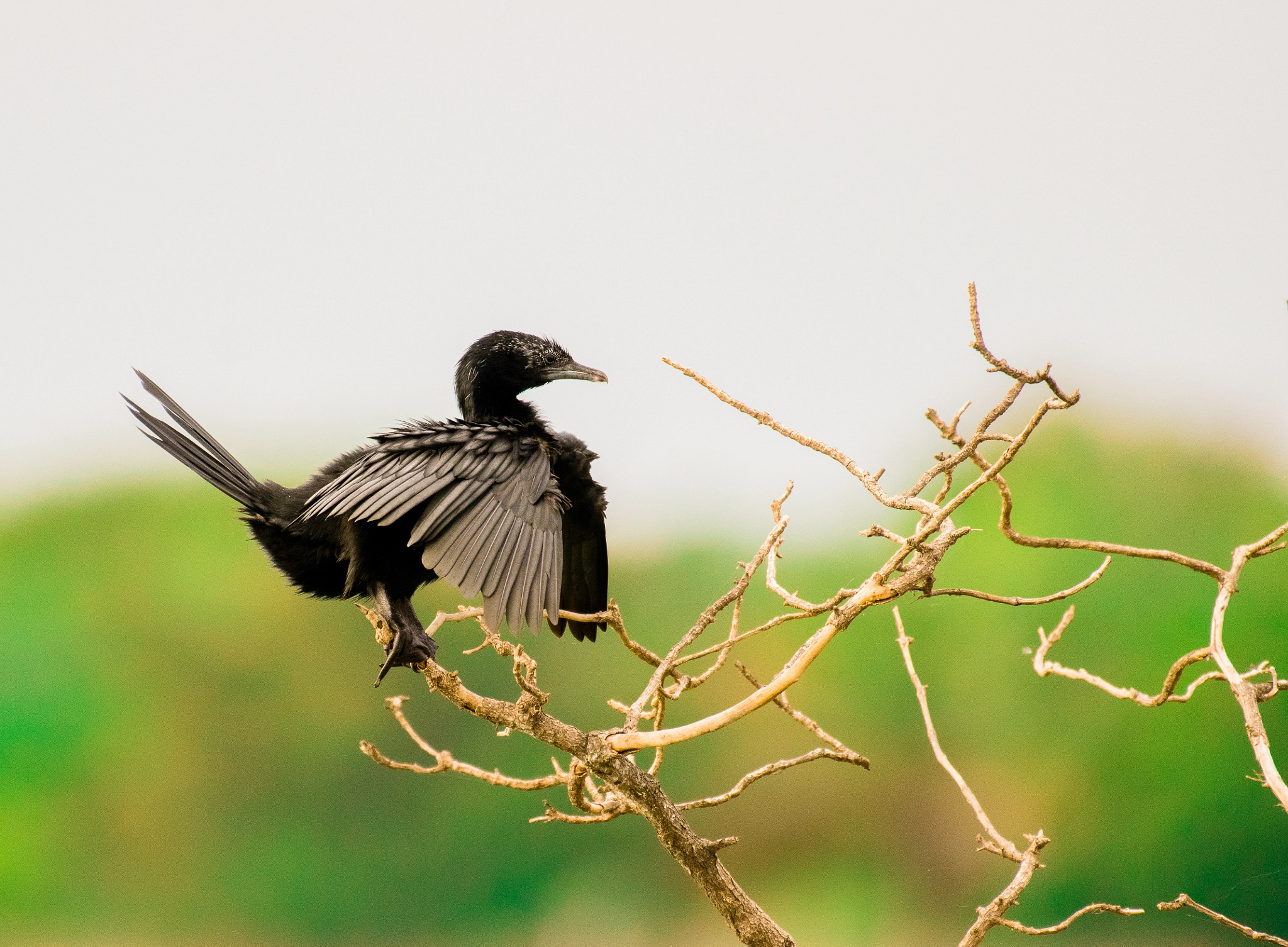 Nikon AF-S Nikkor 200-500mm F5.6E ED VR sample photo. Cormorant. photography