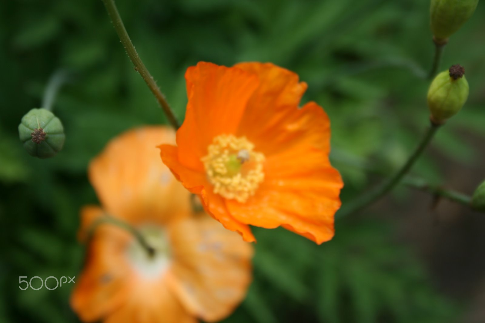 Canon EF-S 18-55mm F3.5-5.6 sample photo. Flowers in the garden photography