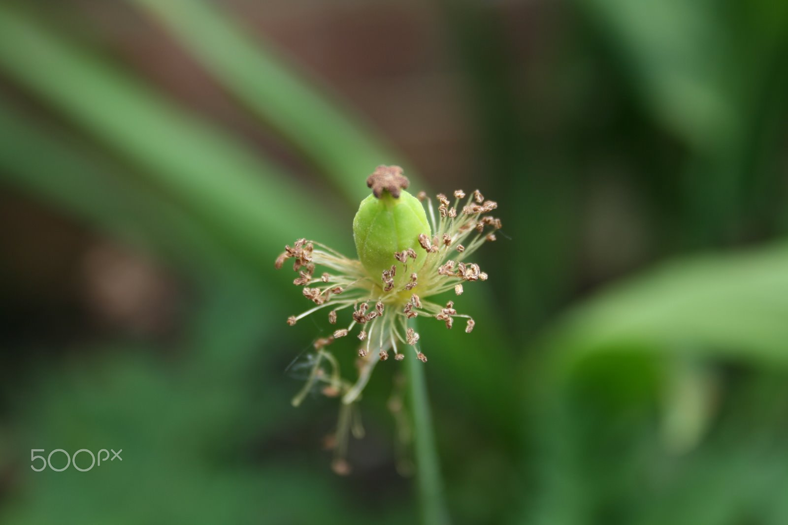 Canon EF-S 18-55mm F3.5-5.6 sample photo. Seeding photography