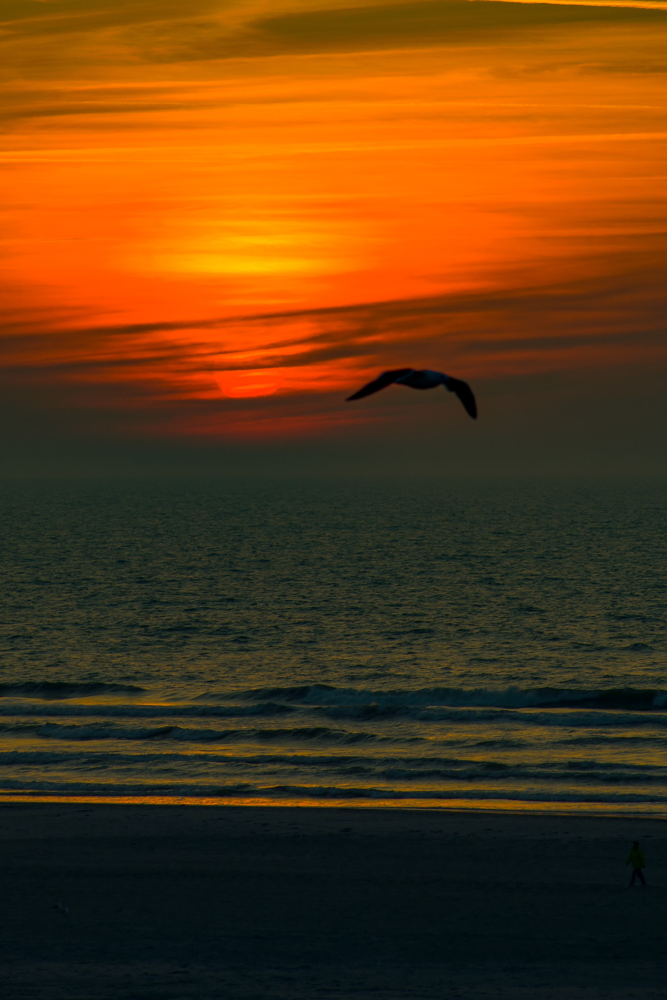 Nikon D800 + AF Nikkor 70-210mm f/4-5.6 sample photo. Sunset with seagull photography