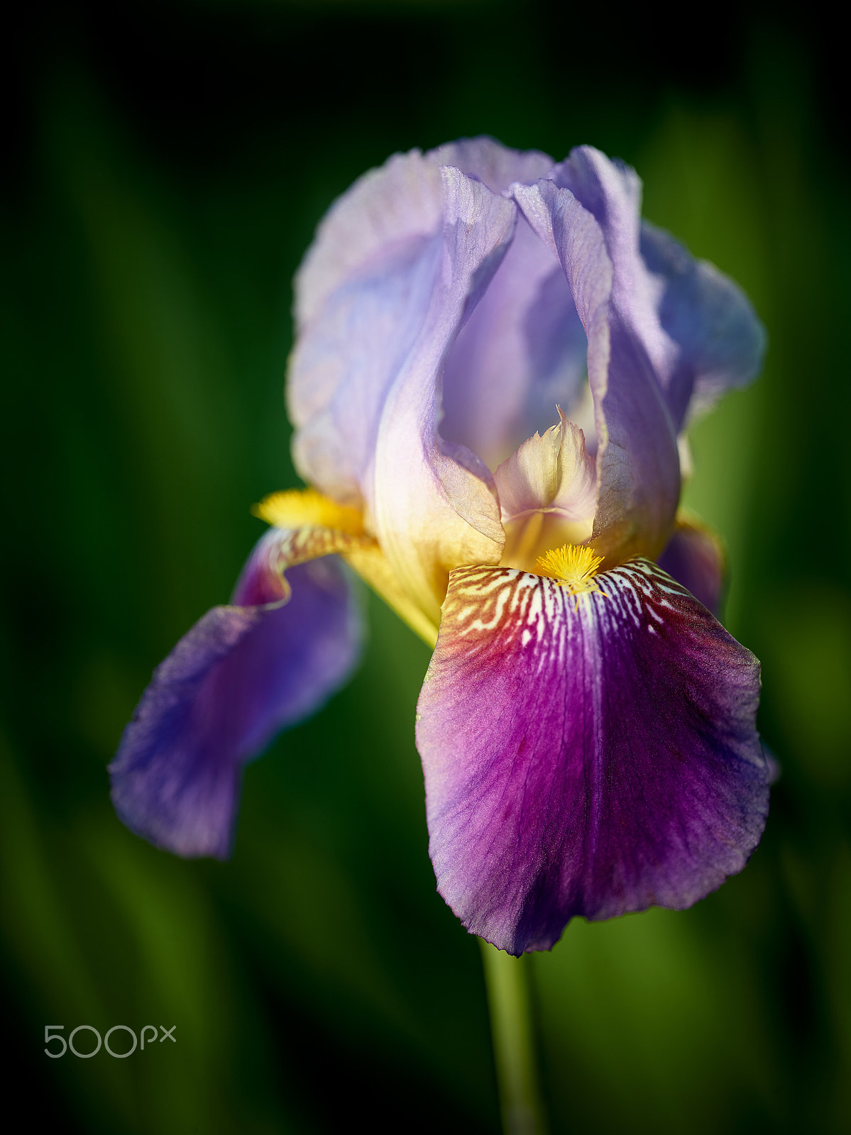 Phase One IQ160 sample photo. Iris photography