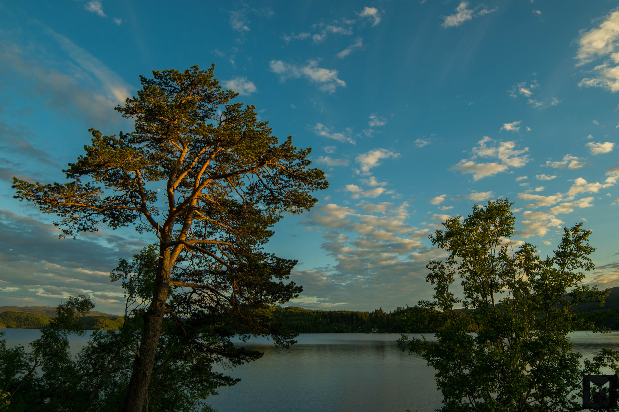 Samyang 14mm F2.8 ED AS IF UMC sample photo. Sunlight tree photography