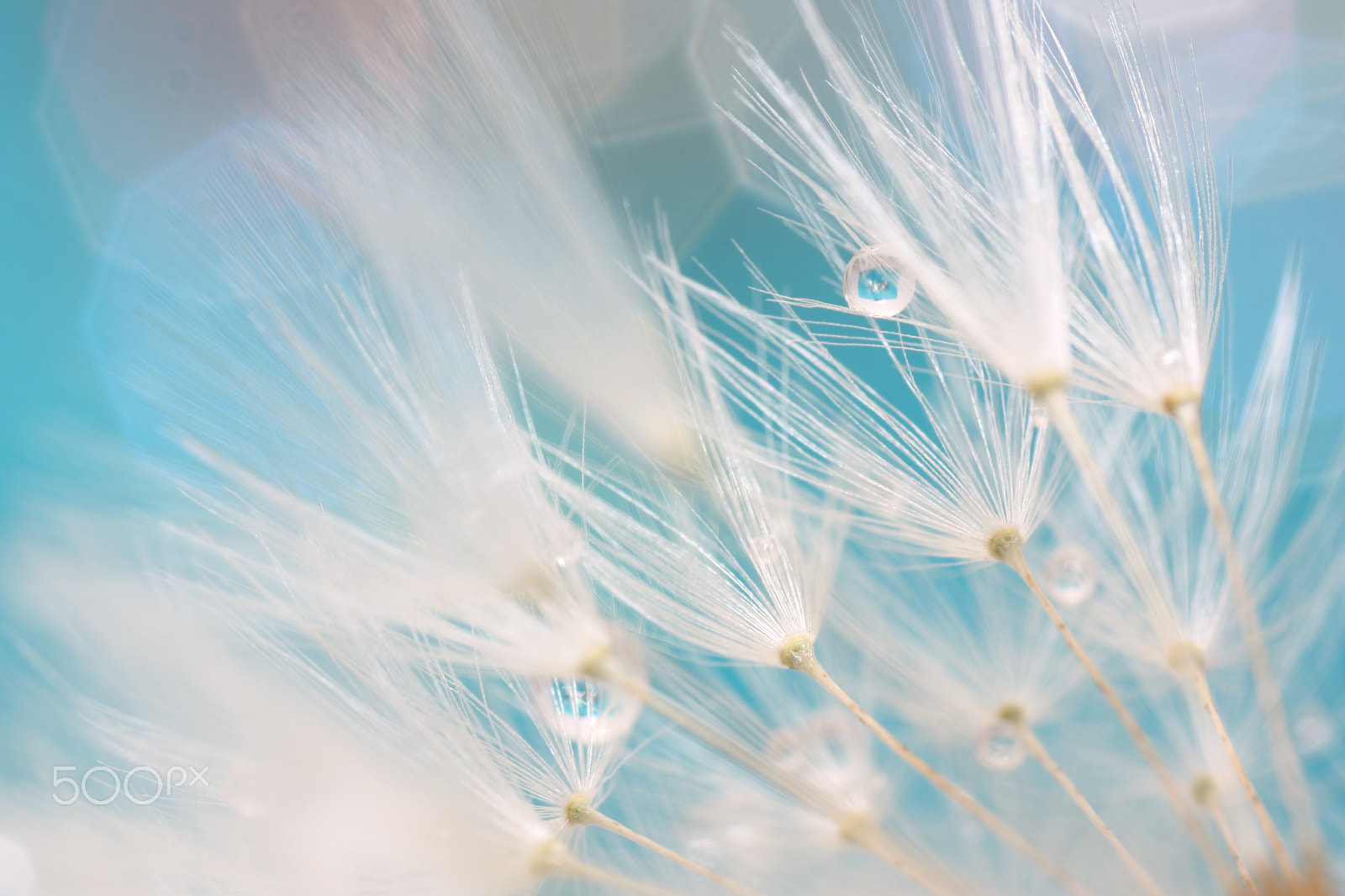 Canon EOS 450D (EOS Rebel XSi / EOS Kiss X2) + Sigma 50mm f/1.4 EX DG HSM + 1.4x sample photo. Dandelion drops photography