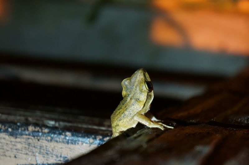 Sony E 18-55mm F3.5-5.6 OSS sample photo. Wait photography