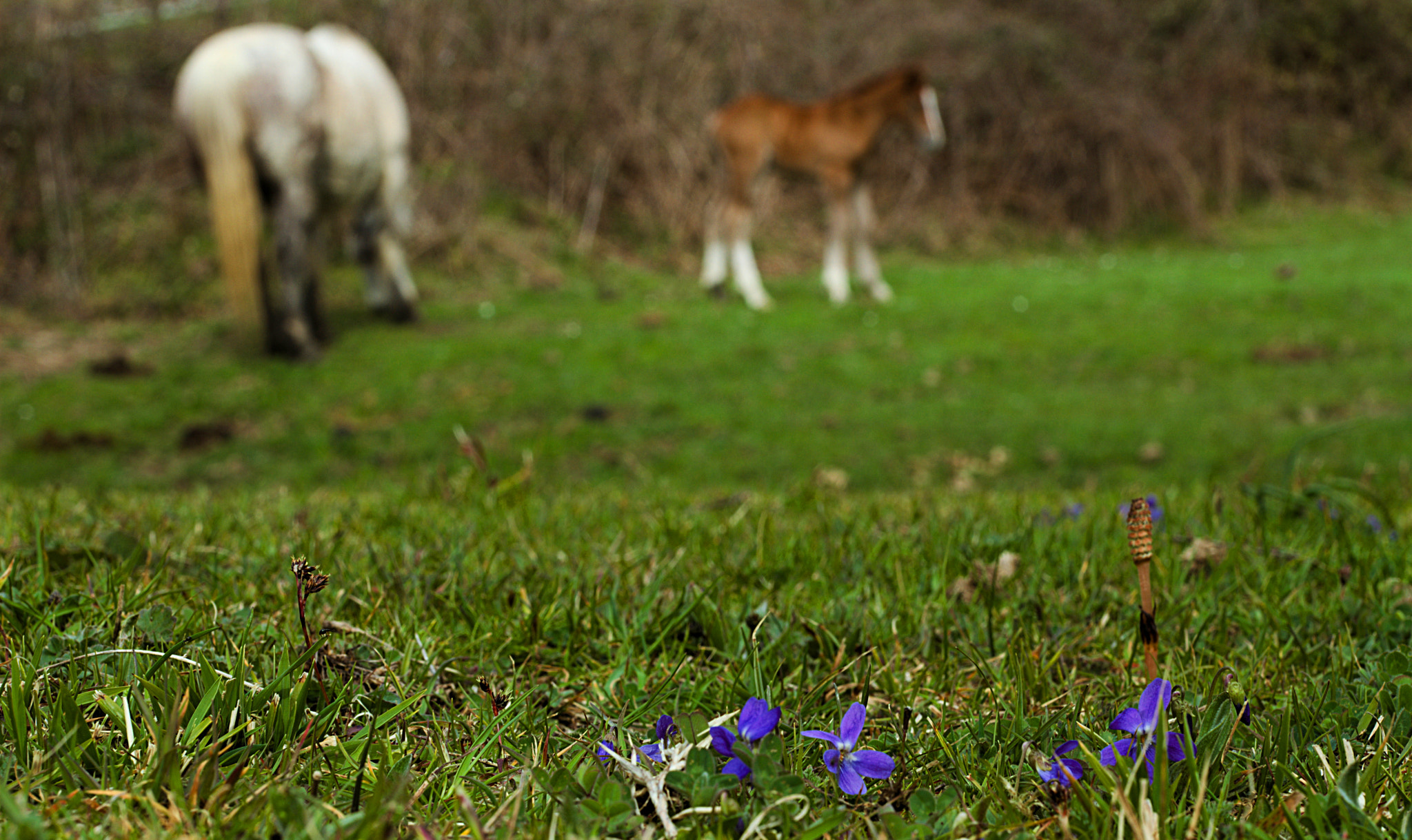 Nikon D200 + Manual Lens No CPU sample photo. All the pretty little horses photography