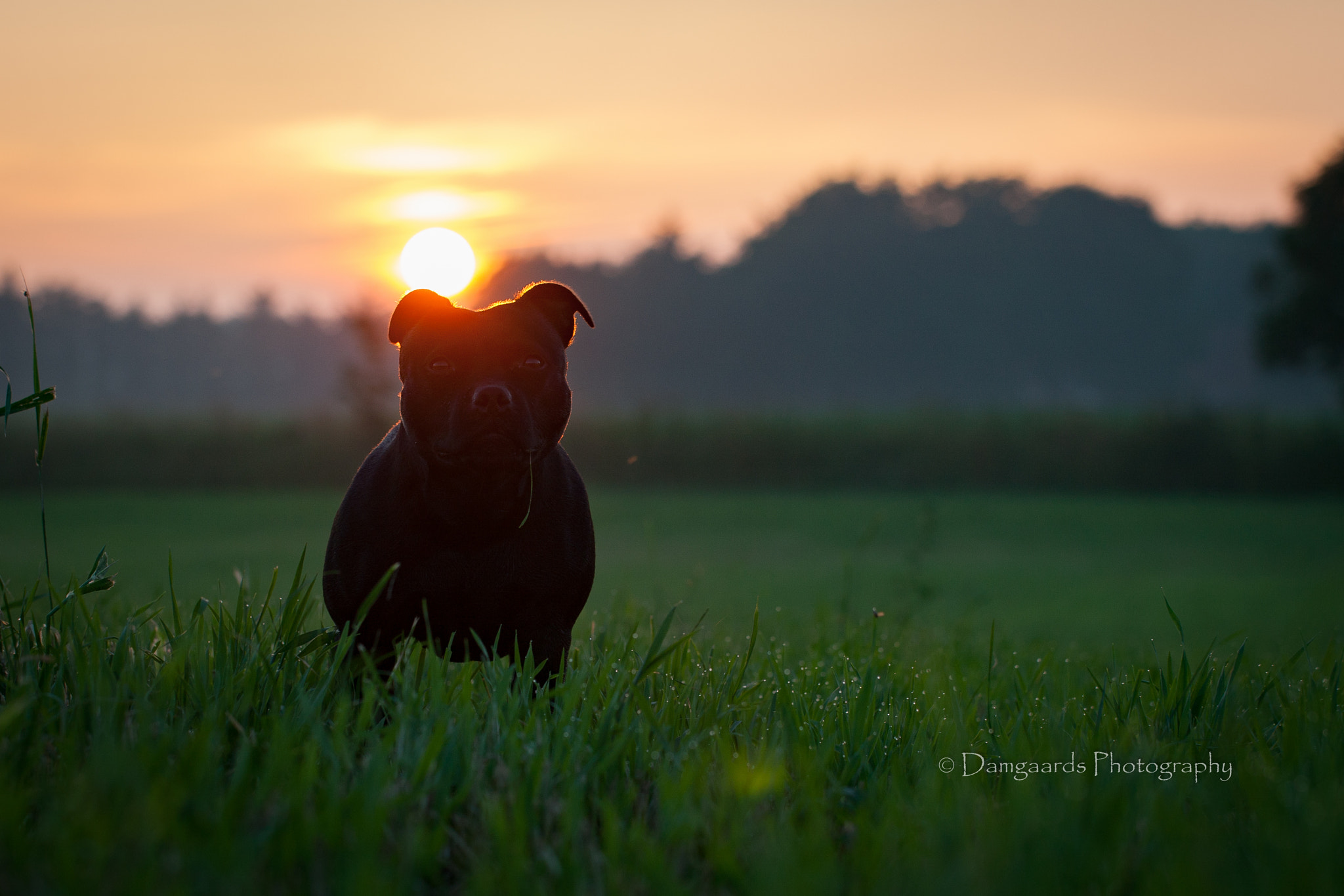 Canon EOS-1Ds Mark III sample photo. Staffbull photography