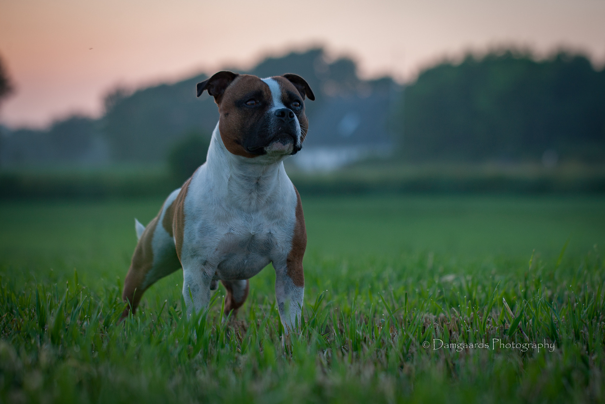 Canon EOS-1Ds Mark III sample photo. Staffbull photography