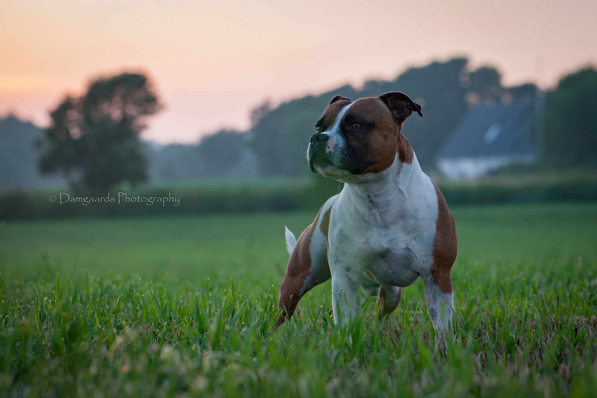 Canon EOS-1Ds Mark III sample photo. Staffbull photography