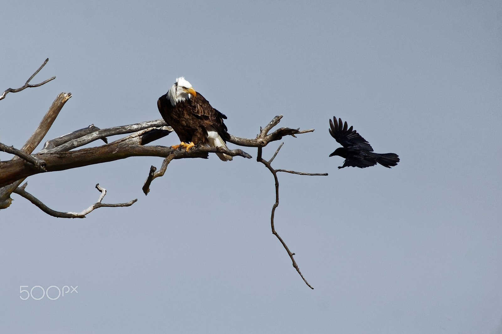 Tamron SP 150-600mm F5-6.3 Di VC USD sample photo. Stay off my perch photography