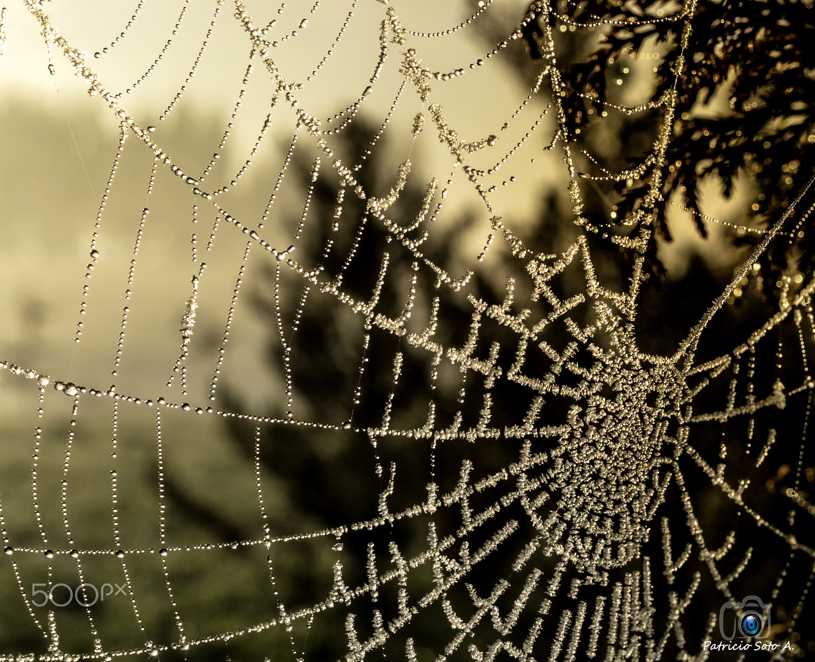 Sony DT 30mm F2.8 Macro SAM sample photo. Perlas y cristales photography