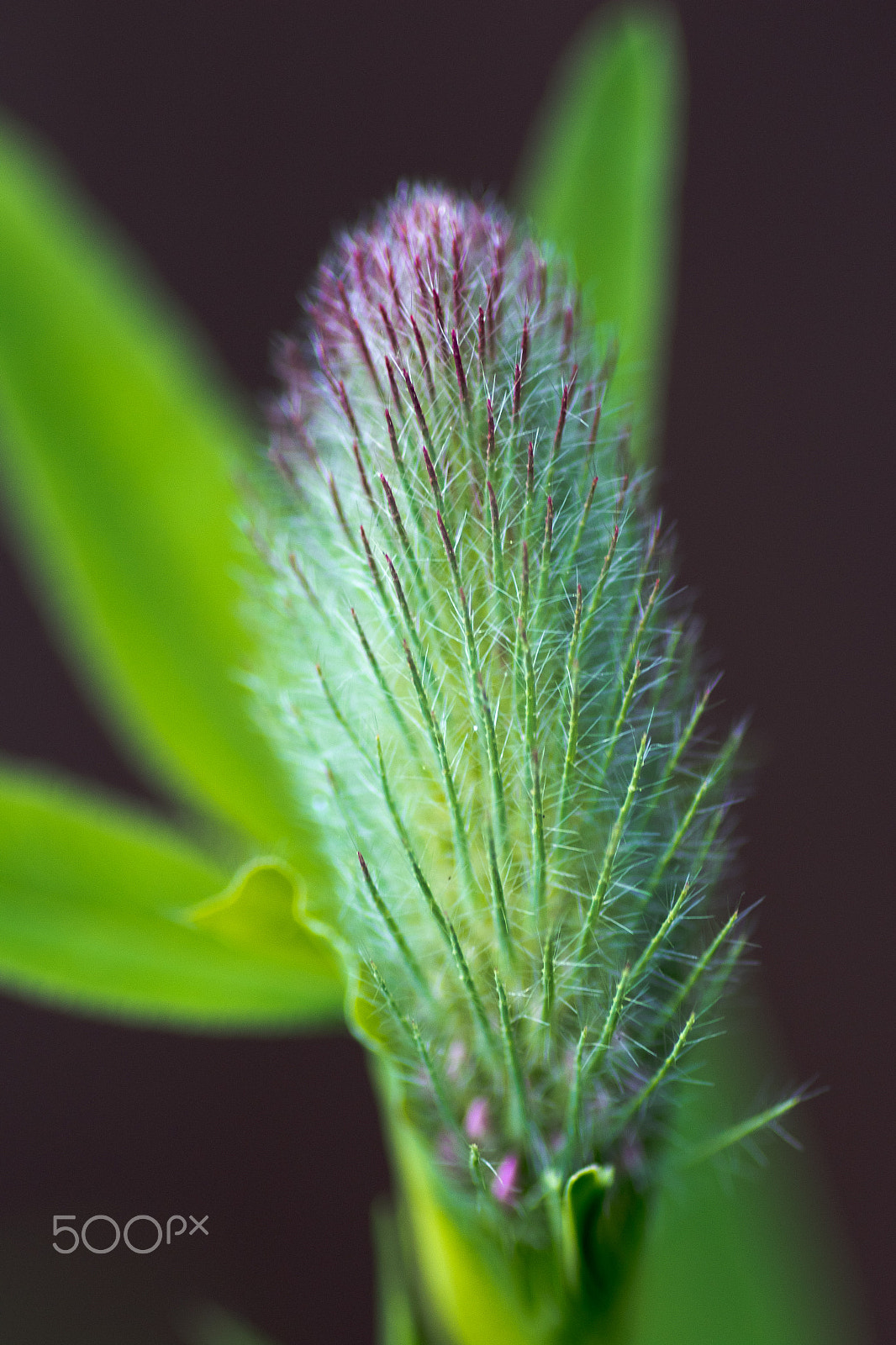 Canon EOS 7D Mark II + Tamron SP AF 90mm F2.8 Di Macro sample photo. Fluffy flower photography
