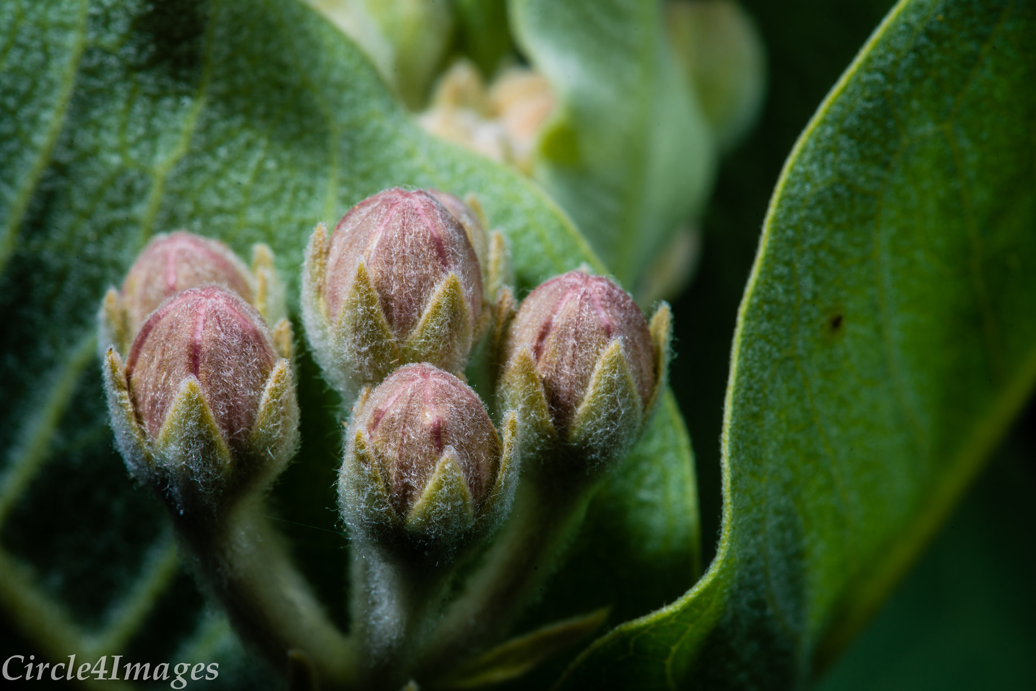 Sigma 150mm F2.8 EX DG Macro HSM sample photo. Untitled shoot edit photography