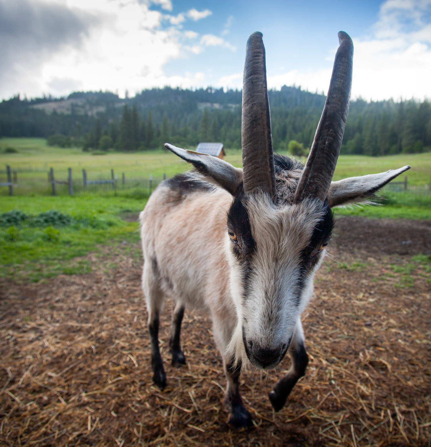 Canon EOS-1Ds Mark III + Canon EF 17-35mm f/2.8L sample photo. Stepping goat. photography