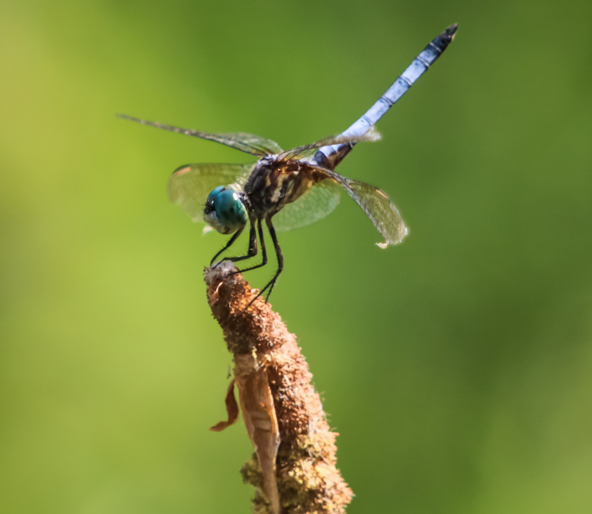 Canon EOS 760D (EOS Rebel T6s / EOS 8000D) + Canon 200-500mm sample photo. Beautifully made dragonfly photography