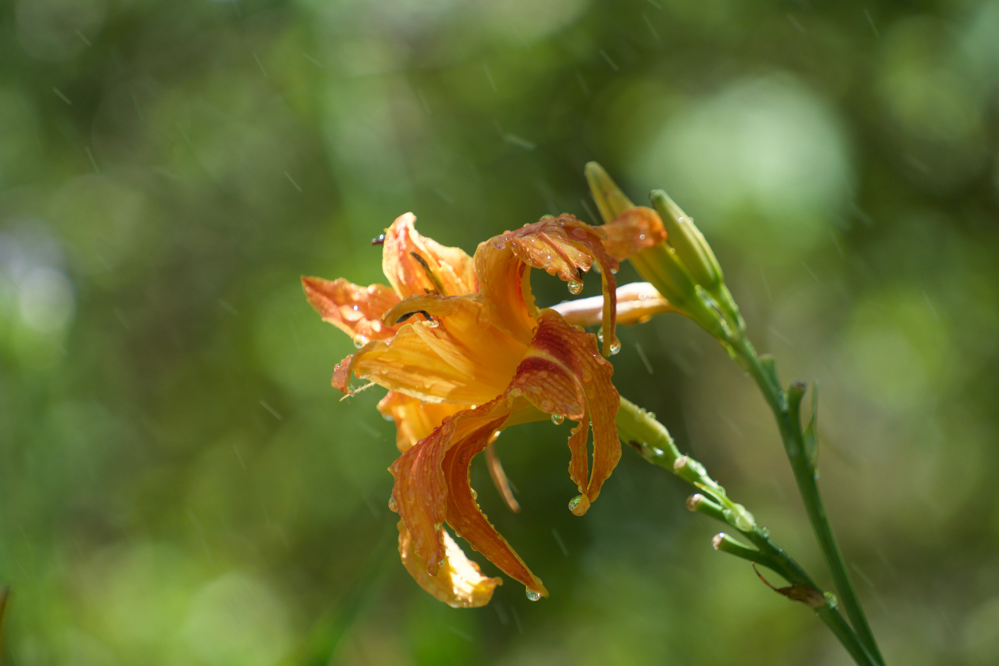 Sony a6000 + Sony FE 70-200mm F4 G OSS sample photo. Flower in sprinkler photography