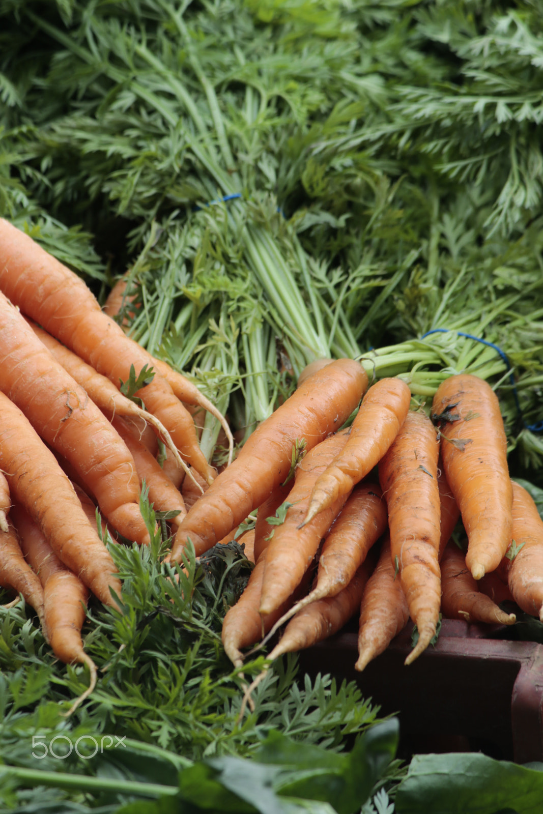 Canon EF-S 55-250mm F4-5.6 IS sample photo. Bright carrots photography