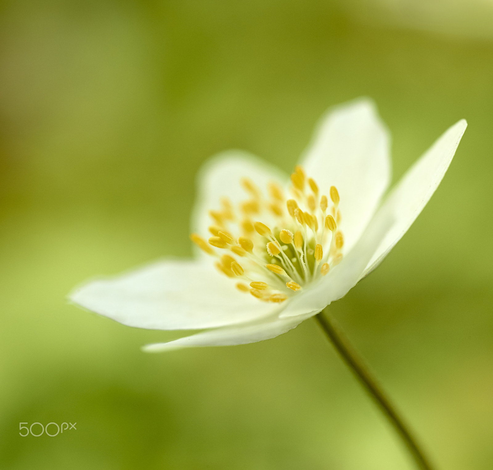 Phase One IQ160 sample photo. Wood anemone photography