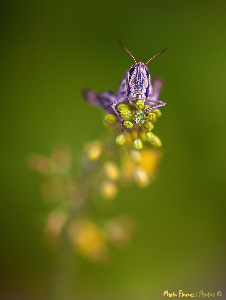 Canon EOS 40D + Canon EF 100mm F2.8L Macro IS USM sample photo. Alien photography