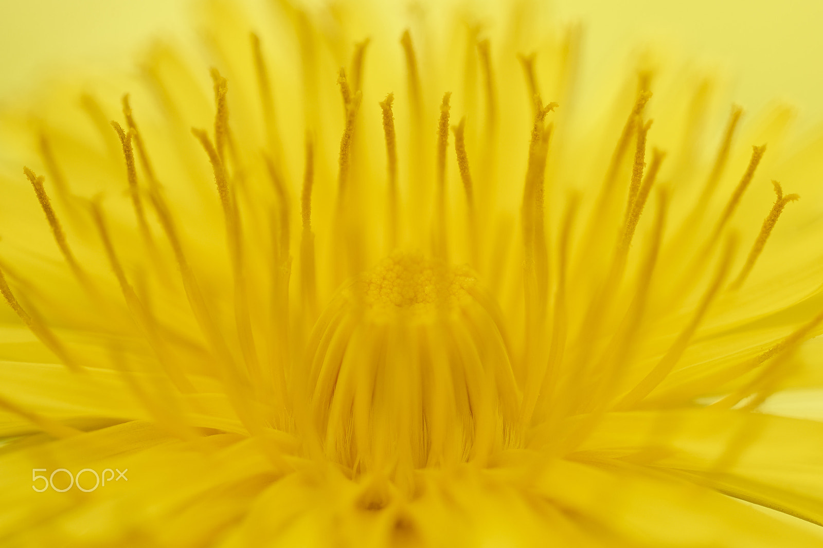 Phase One IQ160 sample photo. Dandelion dance photography