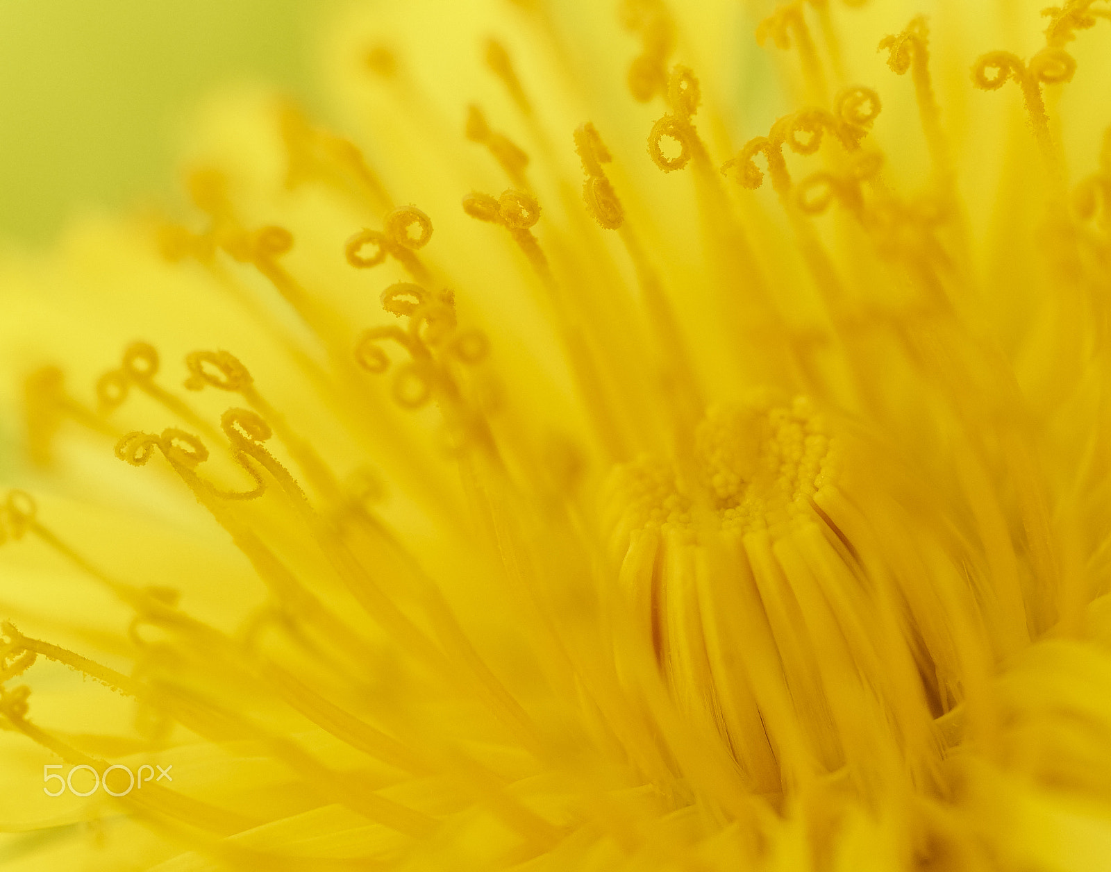 Phase One IQ160 sample photo. Dandelion photography