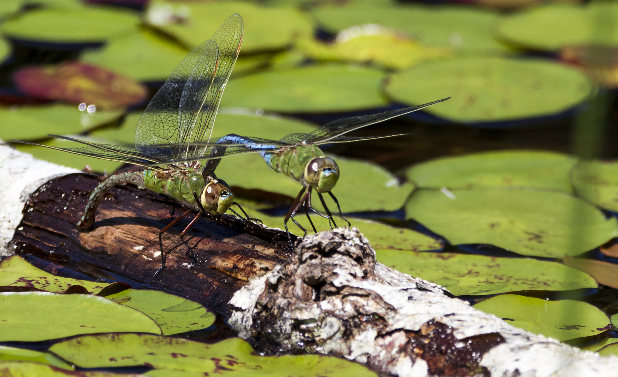 Sigma 150-600mm F5-6.3 DG OS HSM | C sample photo. Common green dragonfly photography
