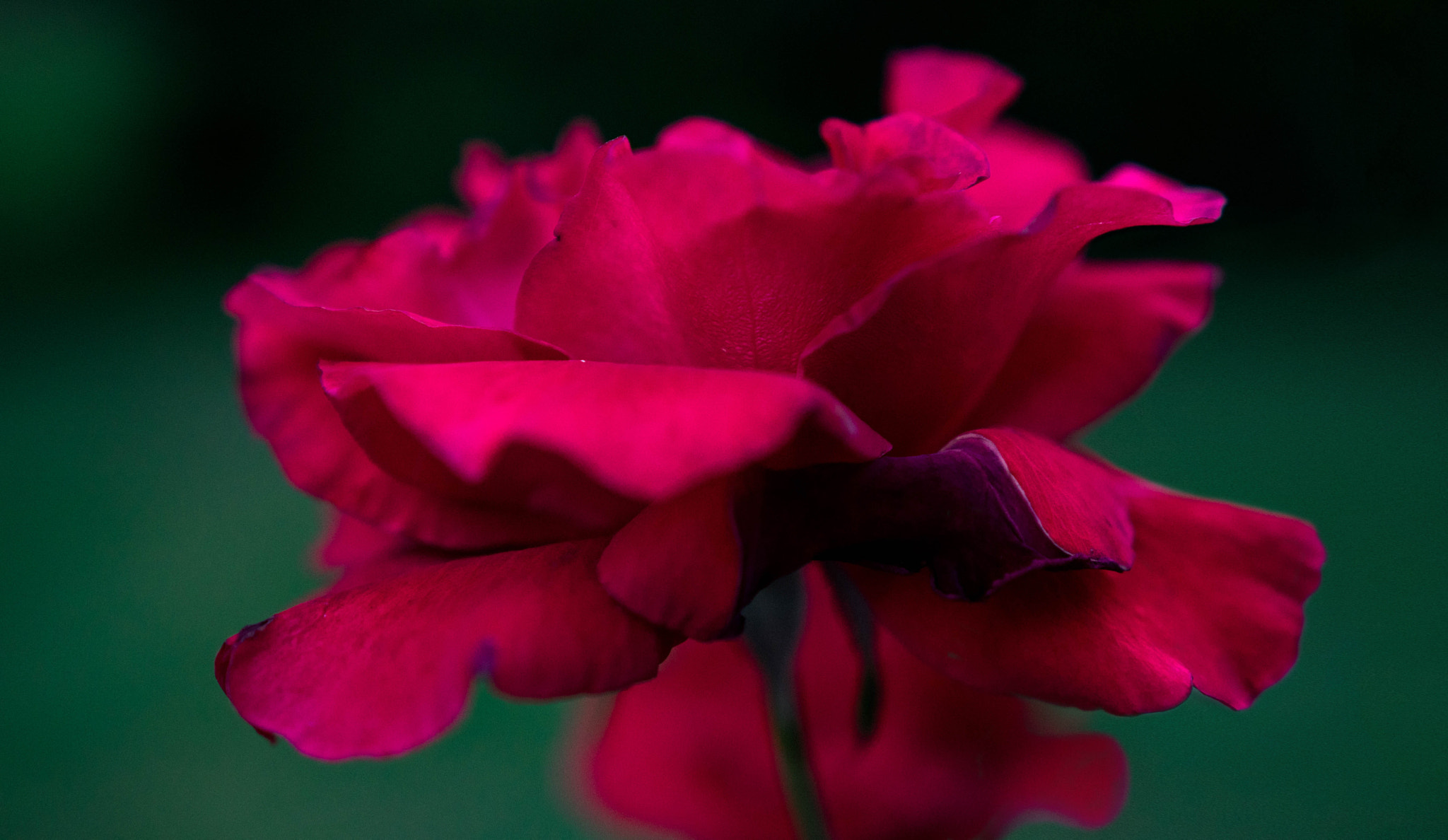 Sony a6300 + 18-35mm F1.8 DC HSM | Art 013 sample photo. Red photography