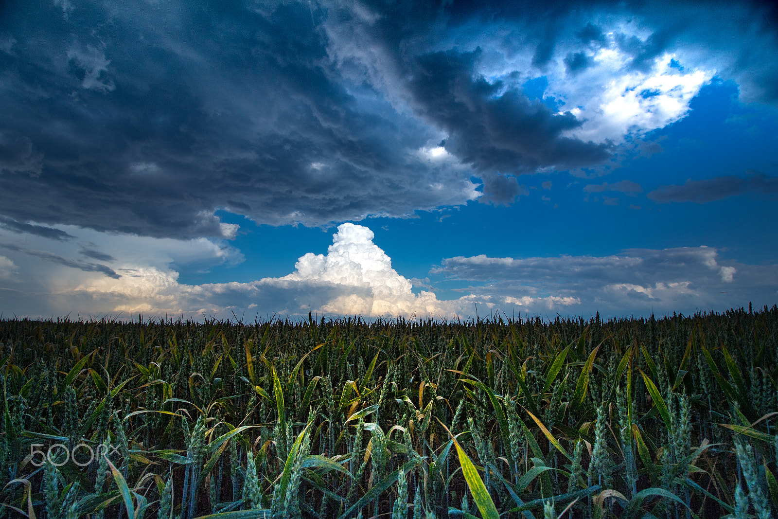 Canon EF-S 10-18mm F4.5–5.6 IS STM sample photo. Clouds over the field photography