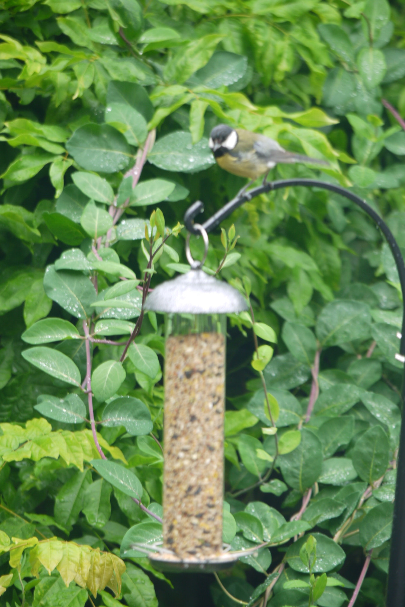 Panasonic Lumix DMC-G10 + Panasonic Lumix G Vario 100-300mm F4-5.6 OIS sample photo. Feeding the wildlife photography