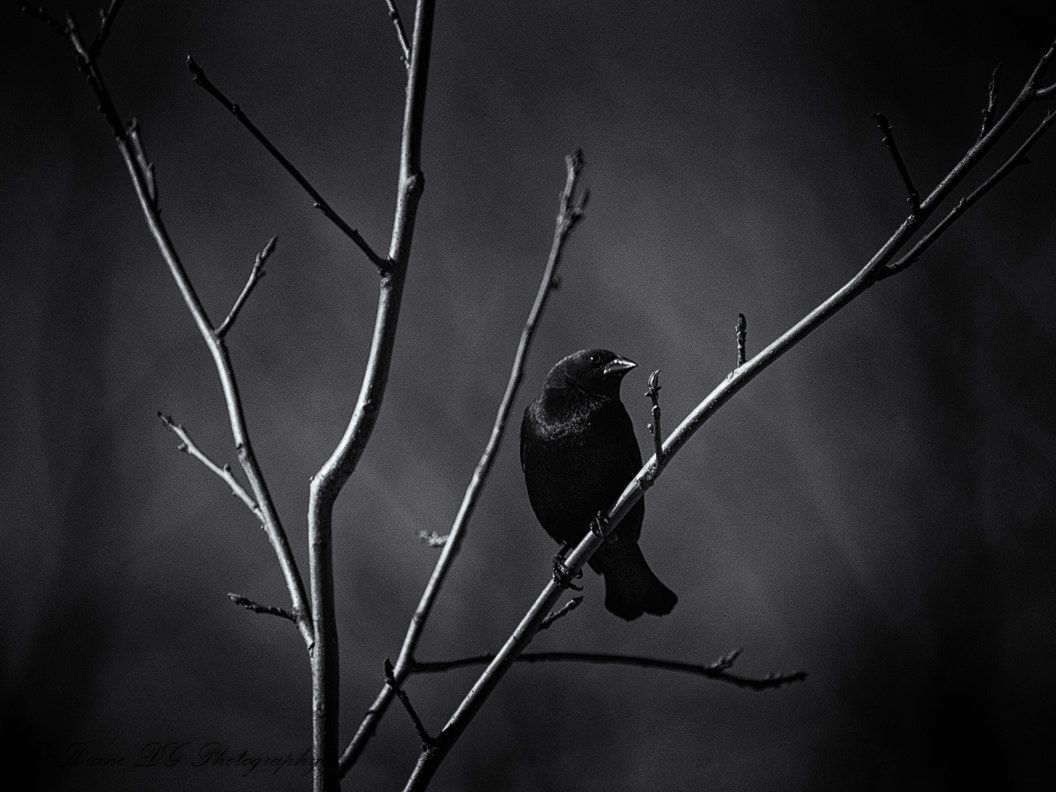 Panasonic Lumix DMC-GH4 sample photo. Black bird photography
