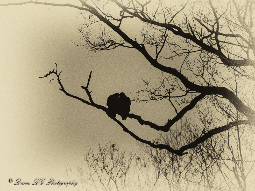 Panasonic Lumix DMC-GH4 sample photo. Love birds photography