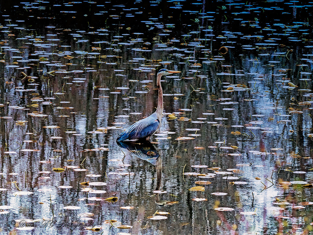 Panasonic Lumix DMC-GH4 sample photo. Blue heron photography