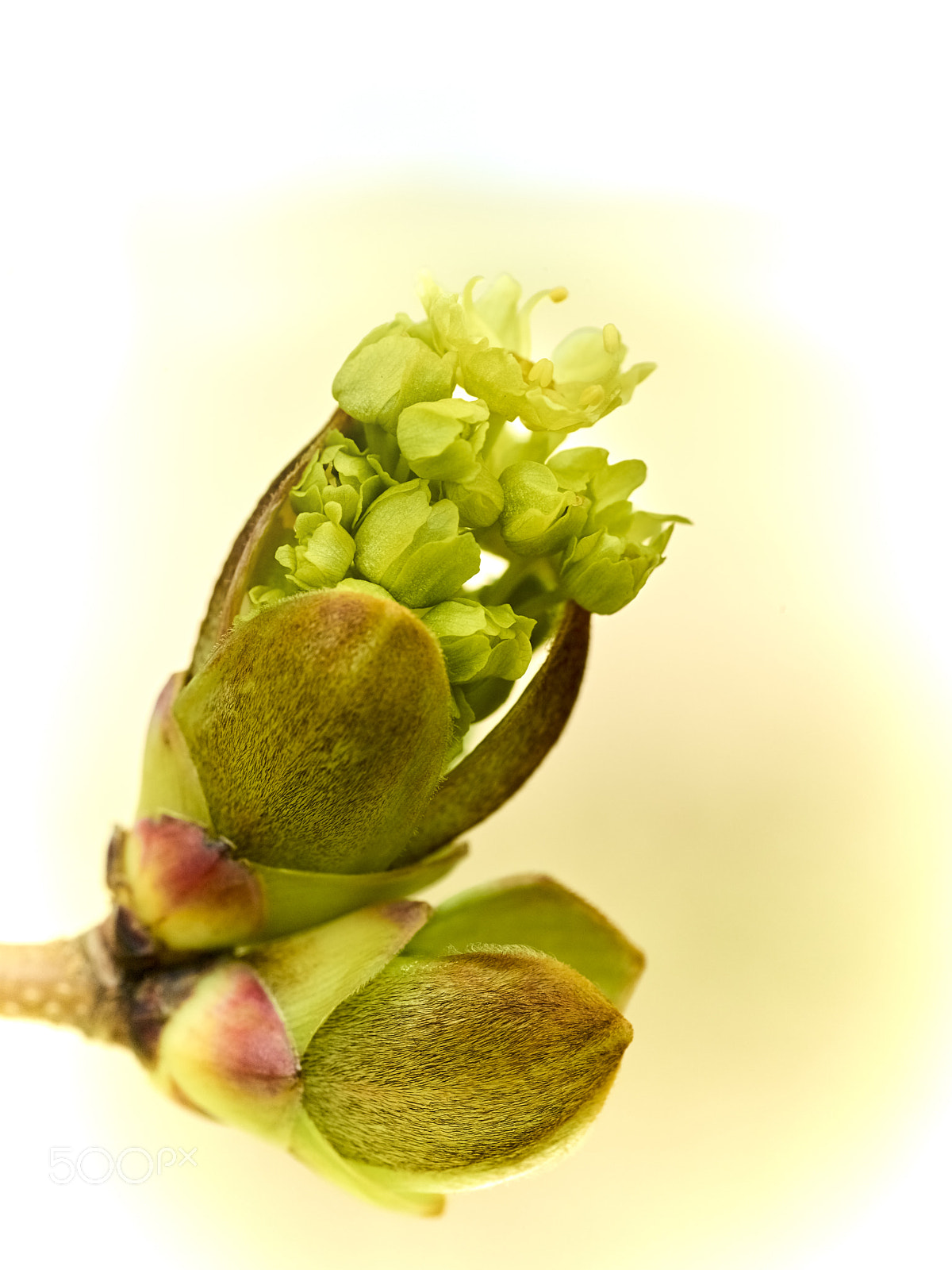 Phase One IQ160 sample photo. Maple bud photography