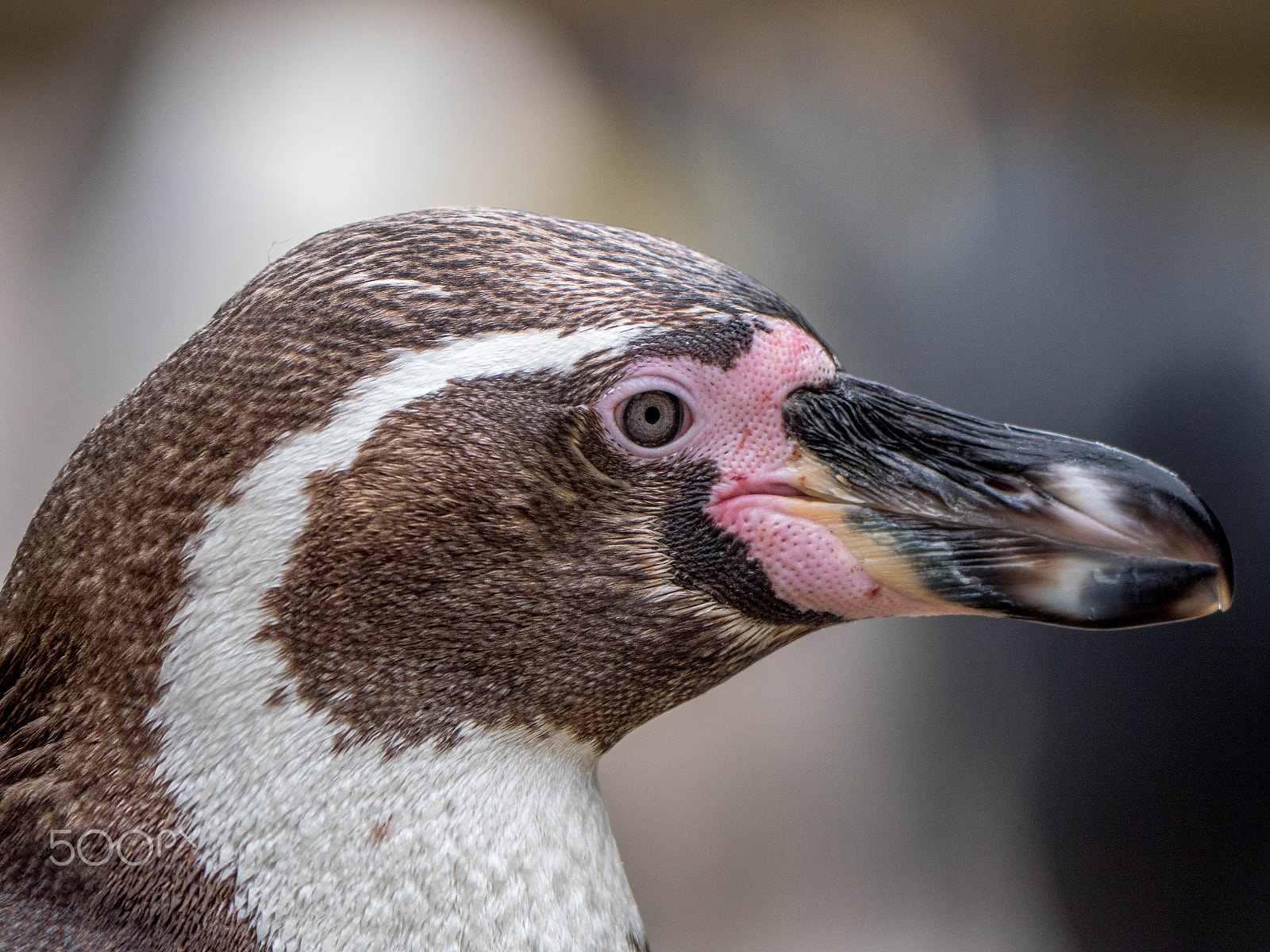 Panasonic Lumix DMC-GX8 sample photo. Humboldt penguin photography