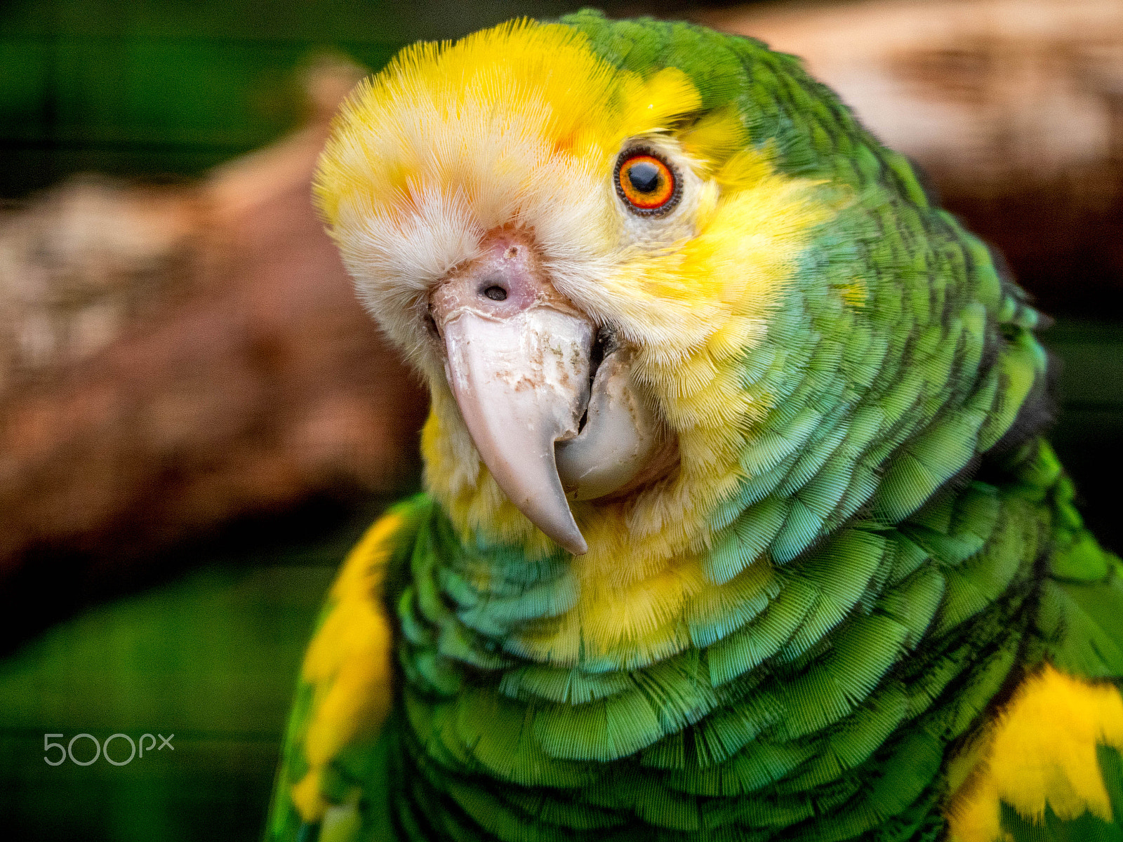 Panasonic Lumix DMC-GX8 sample photo. Puzzled parrot photography