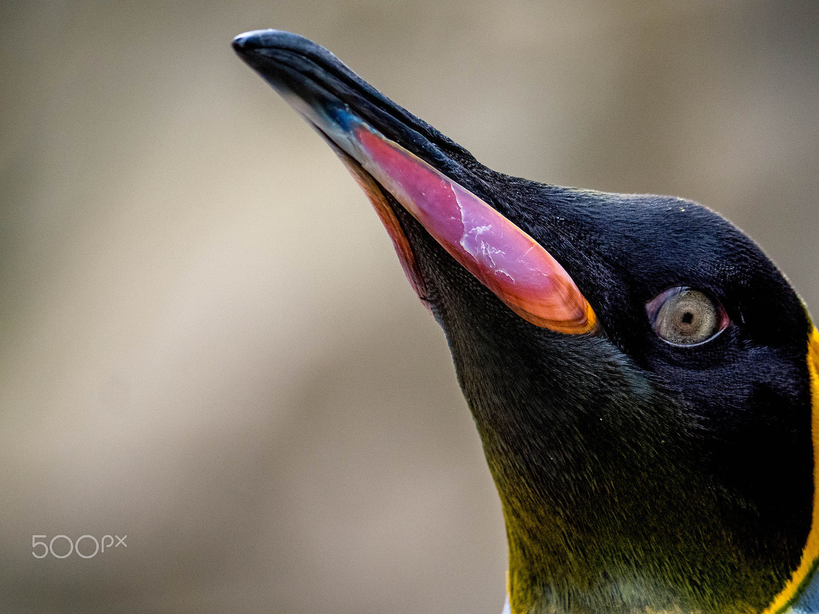 Panasonic Lumix DMC-GX8 sample photo. King penguin photography