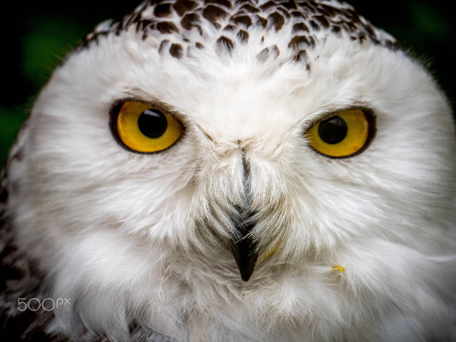 Panasonic Lumix DMC-GX8 sample photo. Owl photography